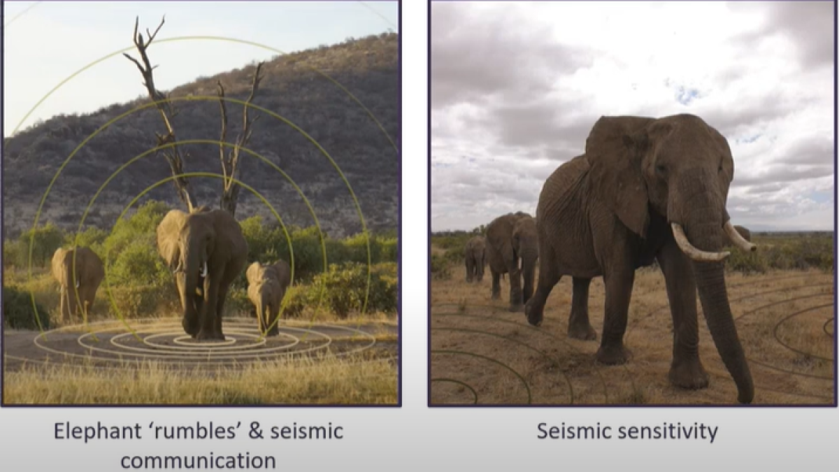 Elephants